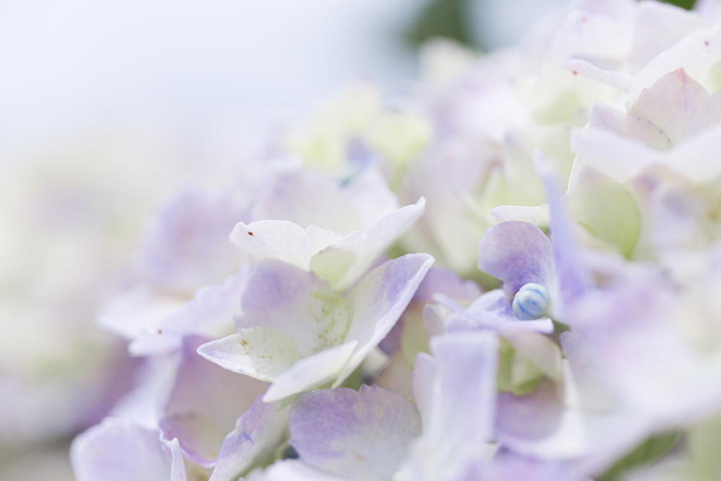 令和元年の紫陽花＜其の四＞