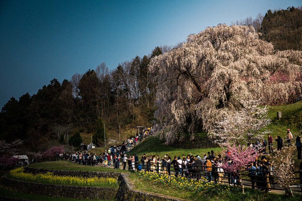 去年の又兵衛桜