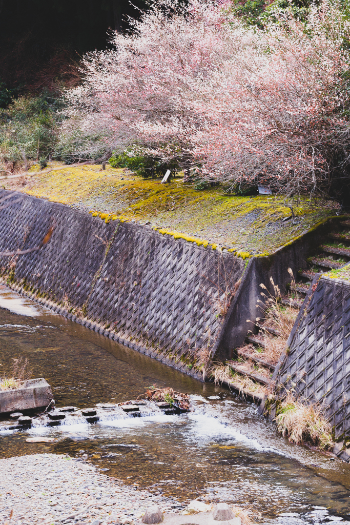 里で見つけた春