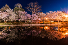 夜桜reflection＜其の壱＞