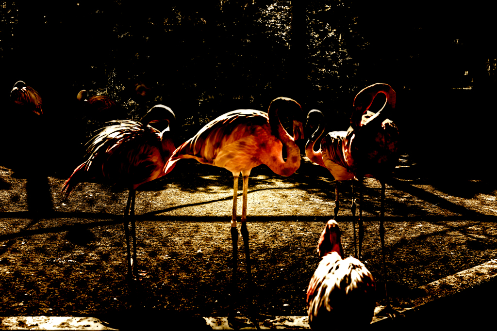 The Silhouette of Flamingo