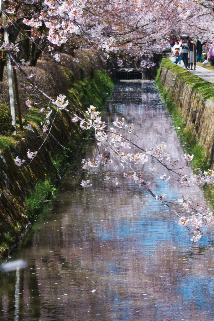 京都・哲学の道＜其の壱＞