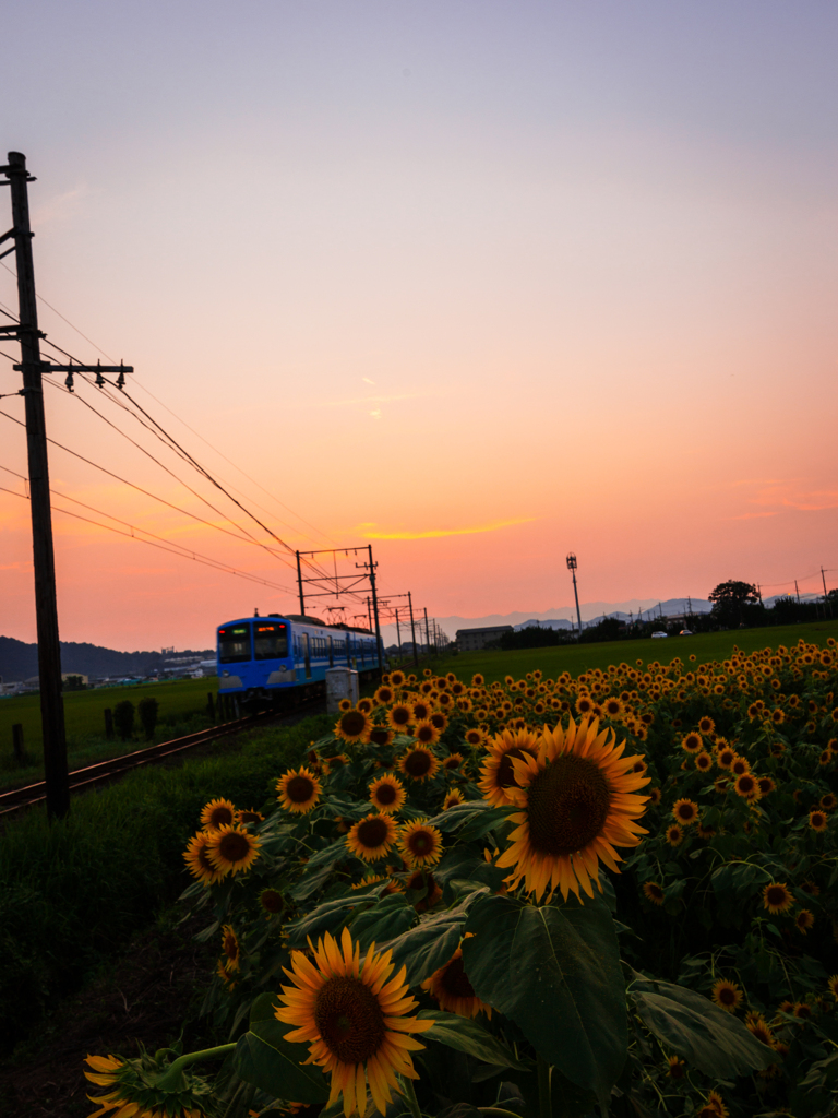 8月のライオンと蒼い電車