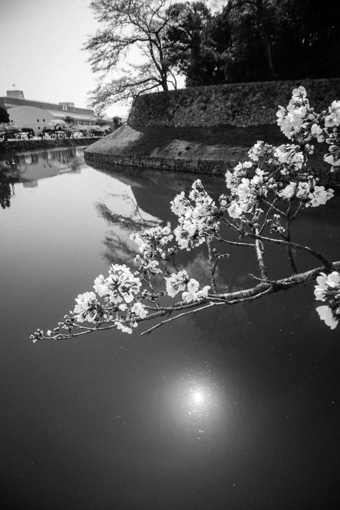 春の彦根城を歩く～その三～