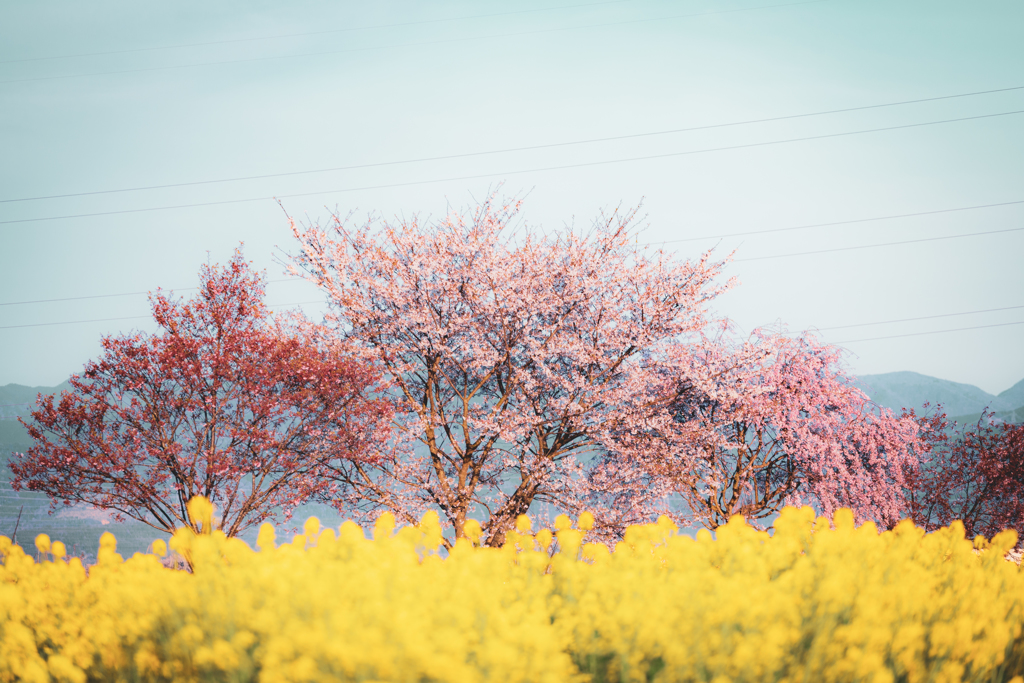 里の桜＜其の壱＞