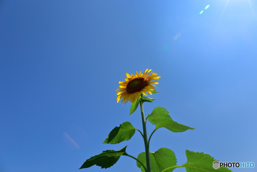 夏だーっ!