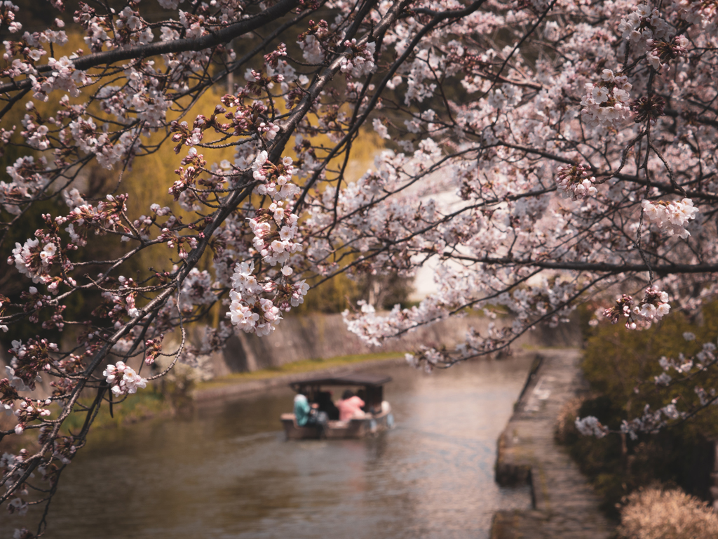 桜の季節の八幡堀