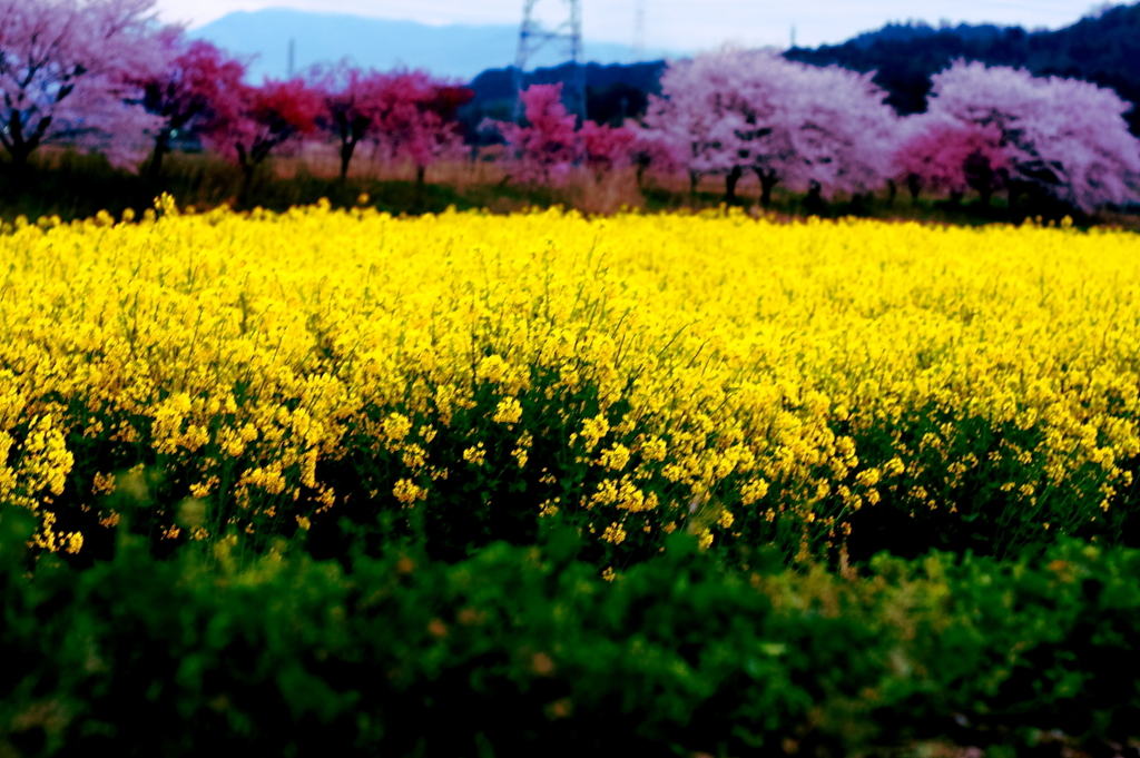 ある田舎町の花景色