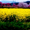 ある田舎町の花景色