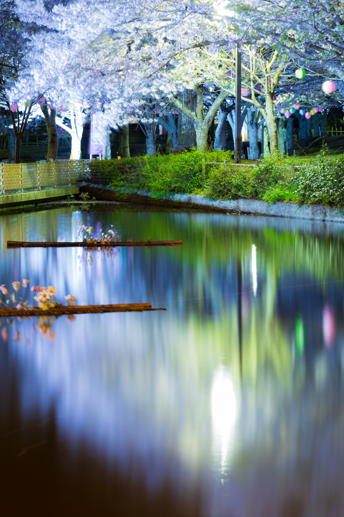 夜桜reflection＜其の弐＞