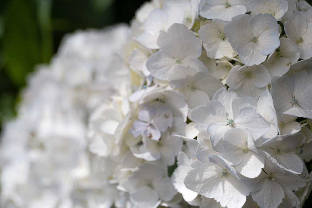 令和元年の紫陽花＜其の弐＞