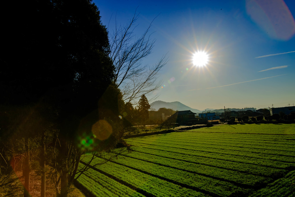 田園