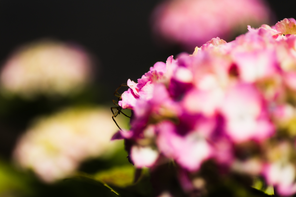 令和元年の紫陽花＜其の三＞