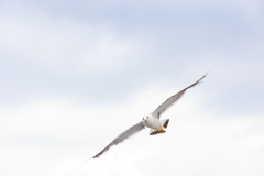 来たよ～！おくれ～！