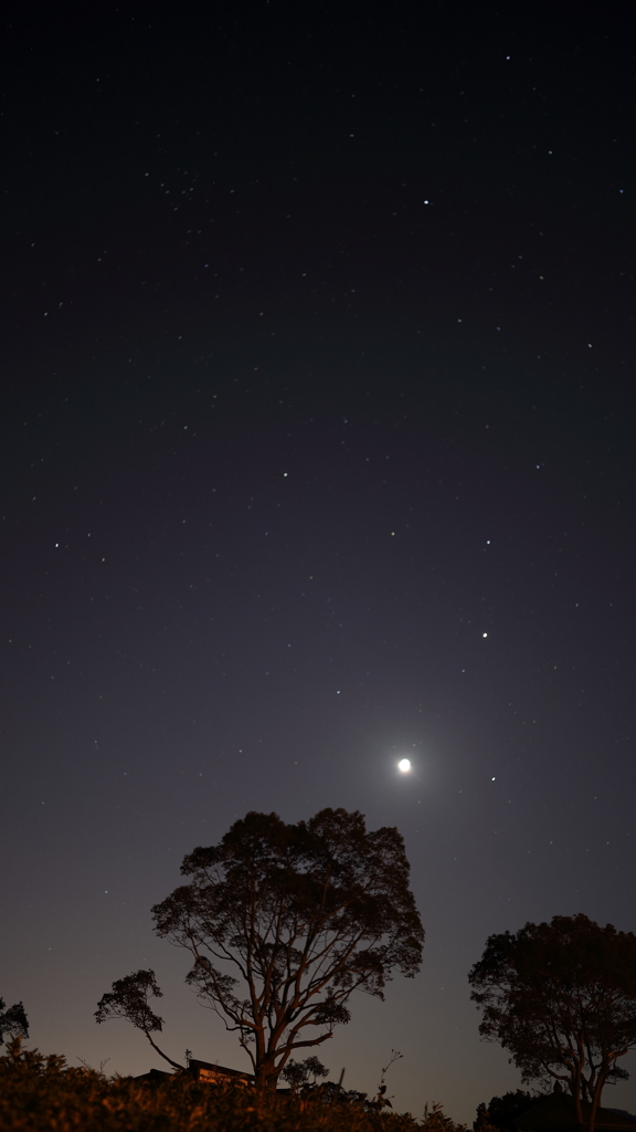 Stars and Trees,and…