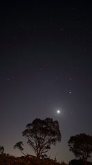 Stars and Trees,and…