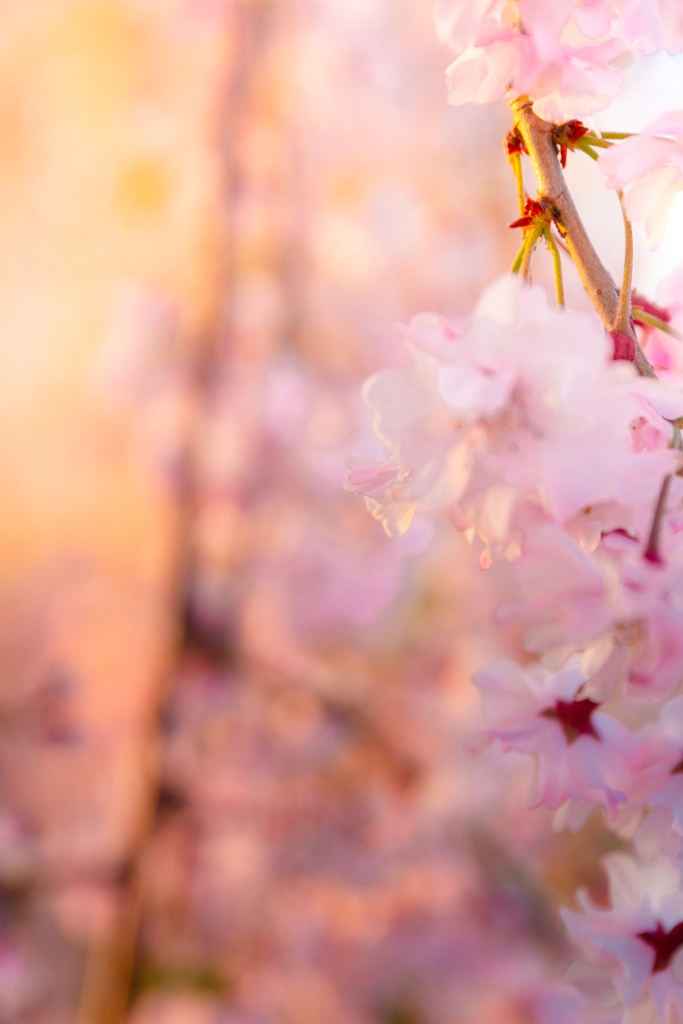 Sakura World