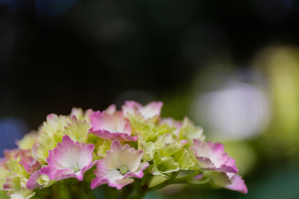 令和元年の紫陽花＜其の五＞