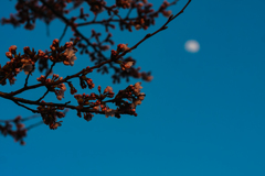 桜と月と青い空