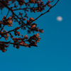 桜と月と青い空