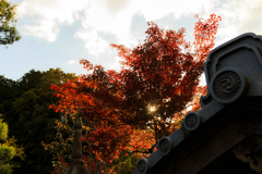 甲賀・大池寺庭園秋景