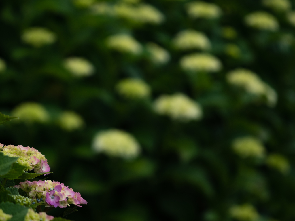 令和元年の紫陽花＜其の六＞