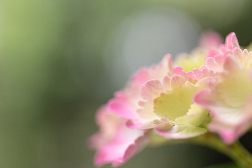 令和元年の紫陽花＜其の壱＞