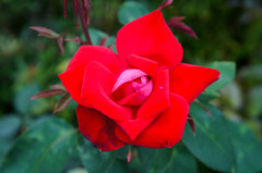 紅い貴賓