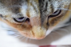 初めての愛猫