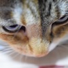 初めての愛猫