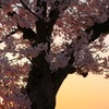 城のさくら