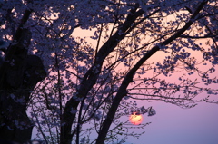 サクラと夕日と...