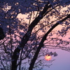 サクラと夕日と...