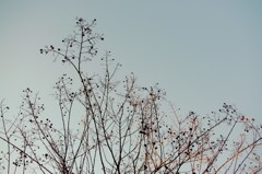 百日紅