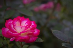 IMGP1420