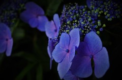 紫陽花