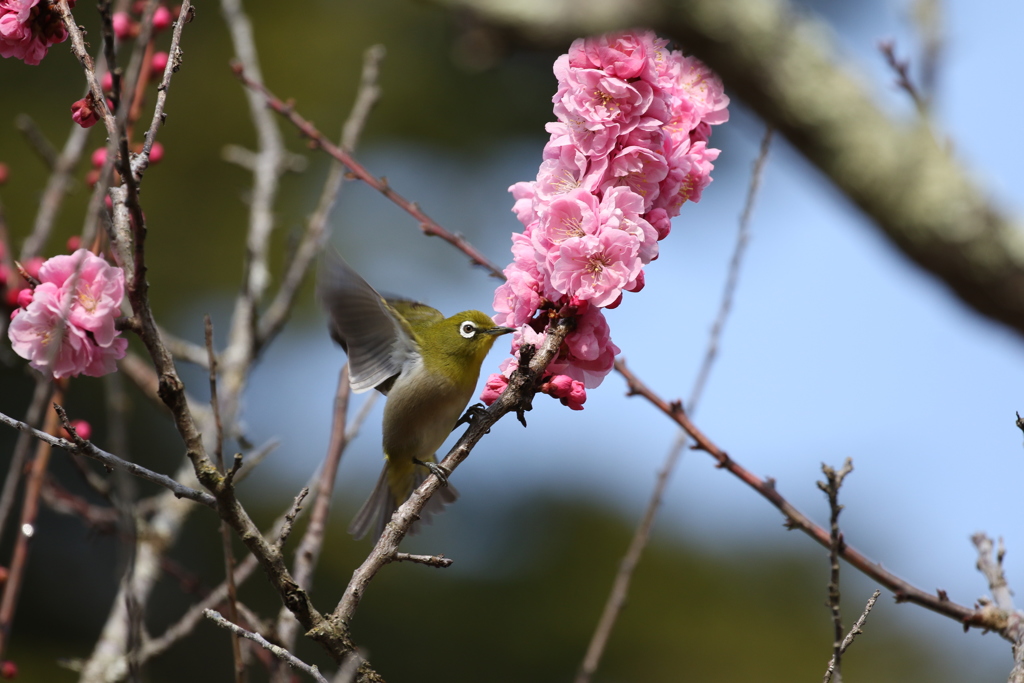 メジロの朝食