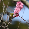 メジロの朝食