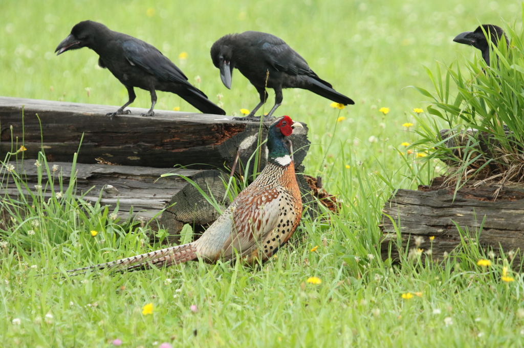 こんにちはーカラス達との会話