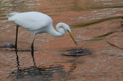 Nice Catch ！！ Great Egret （ダイサギ)。