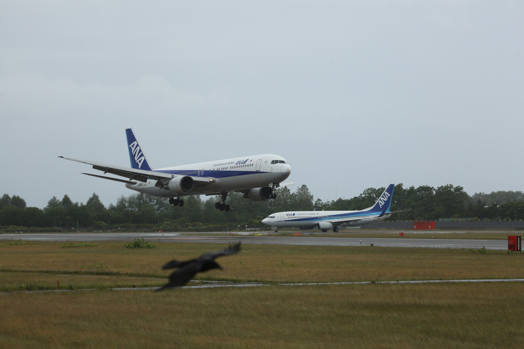 カラスとの競争