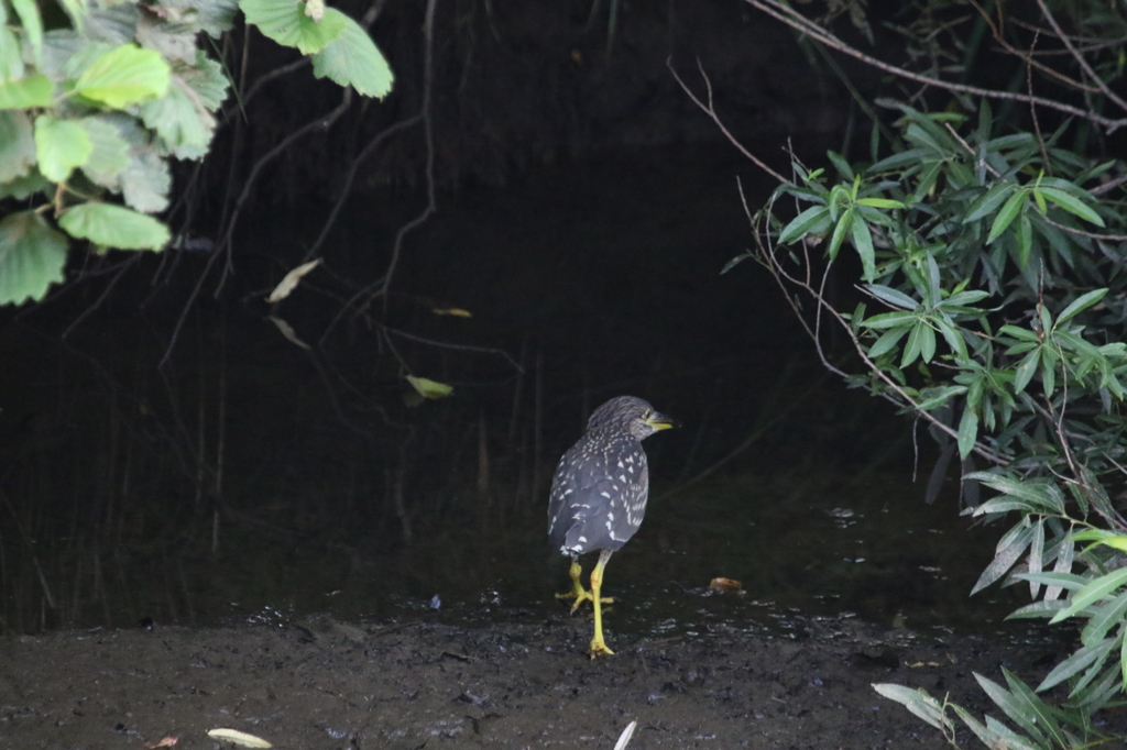 ササゴイの幼鳥君、早く隠れよう。