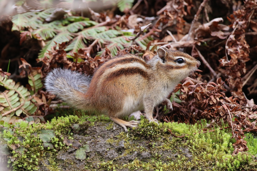 シマリス