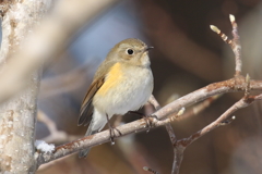 ルリビタキ　♀