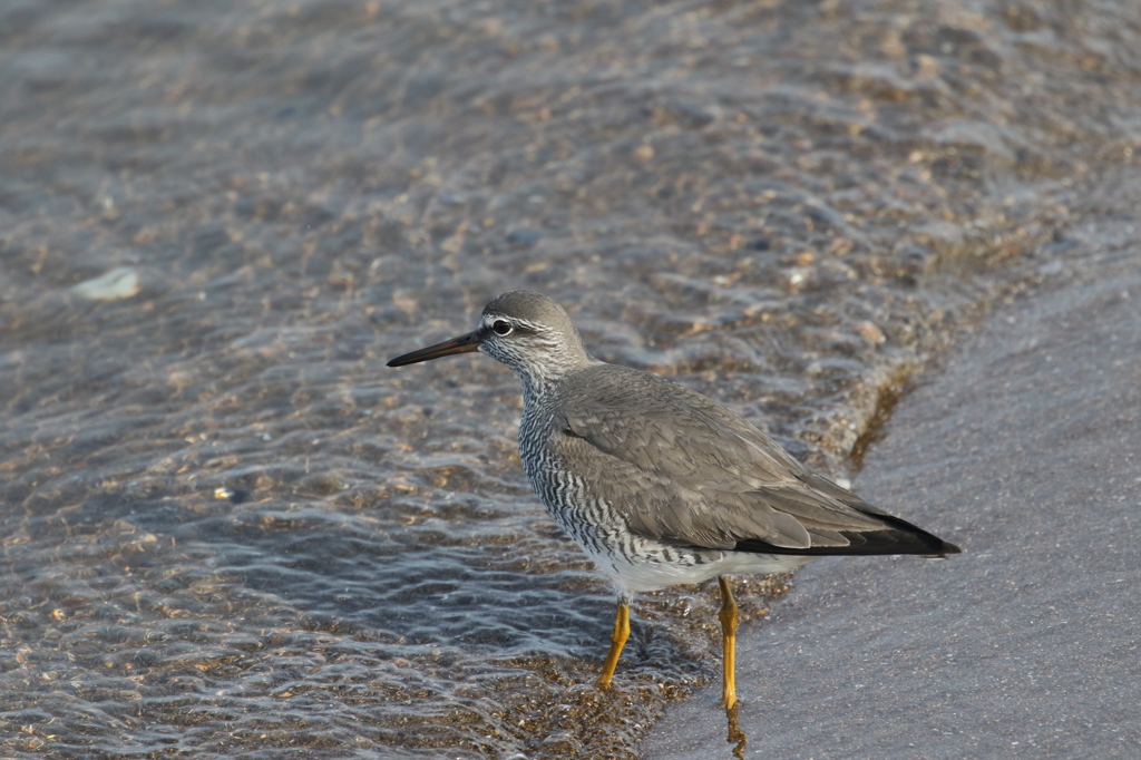 海辺のキアシシギ