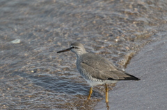 海辺のキアシシギ