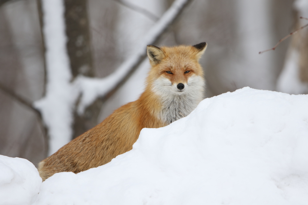 雪が多くて。