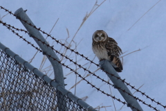 コミミズクの視線