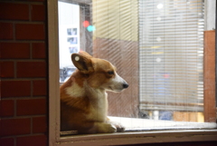 犬のいる自動販売機