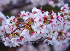 平成最後の桜